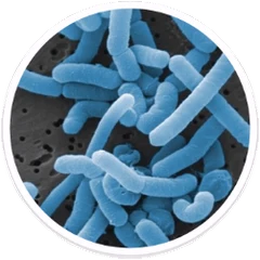 Microscope view of oral bacteria