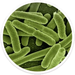 Microscope view of oral bacteria