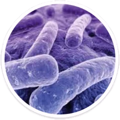 Microscope view of oral bacteria